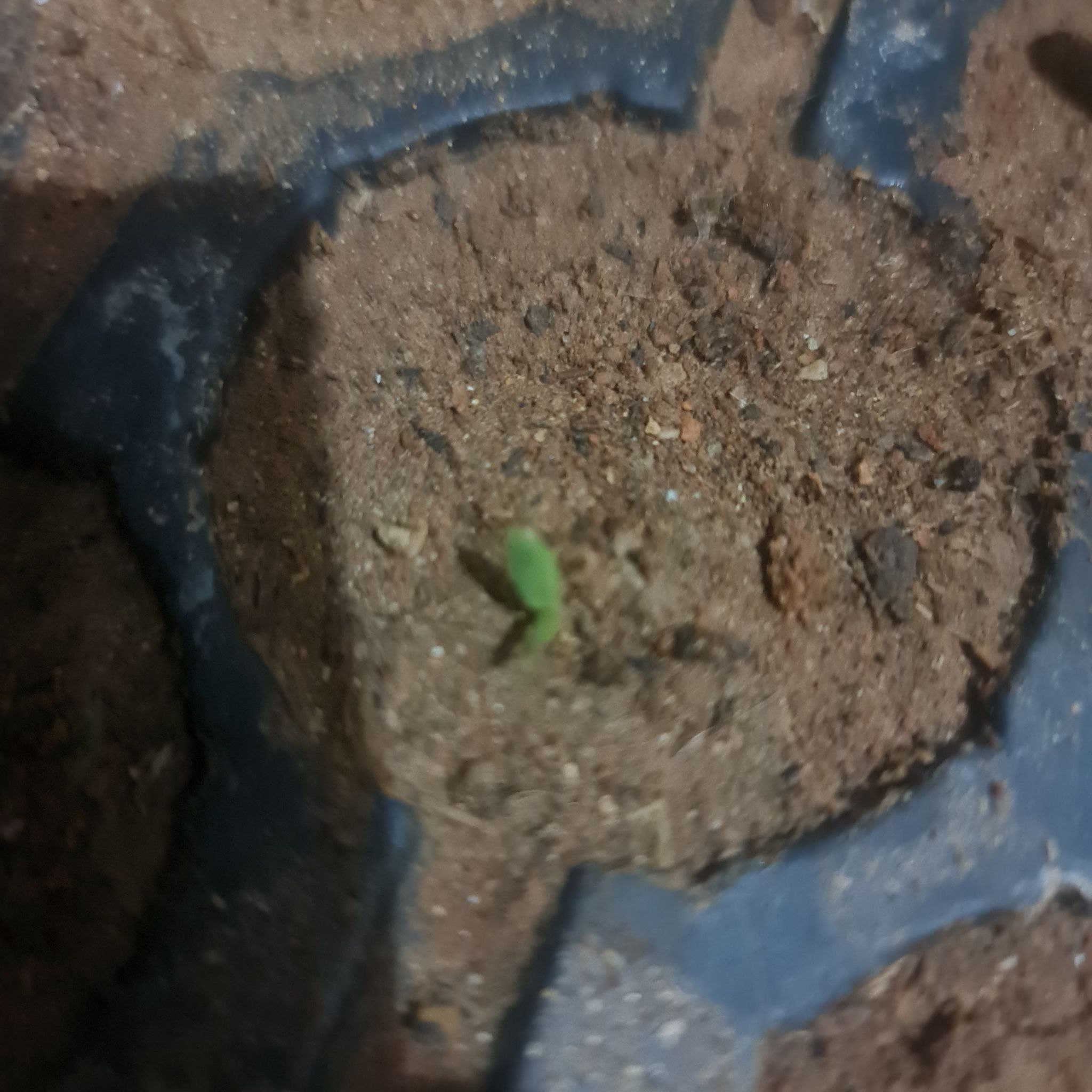 Photo of the plant species Pepino Melon by @UniqueTurkeyoak named Pepino melon on Greg, the plant care app