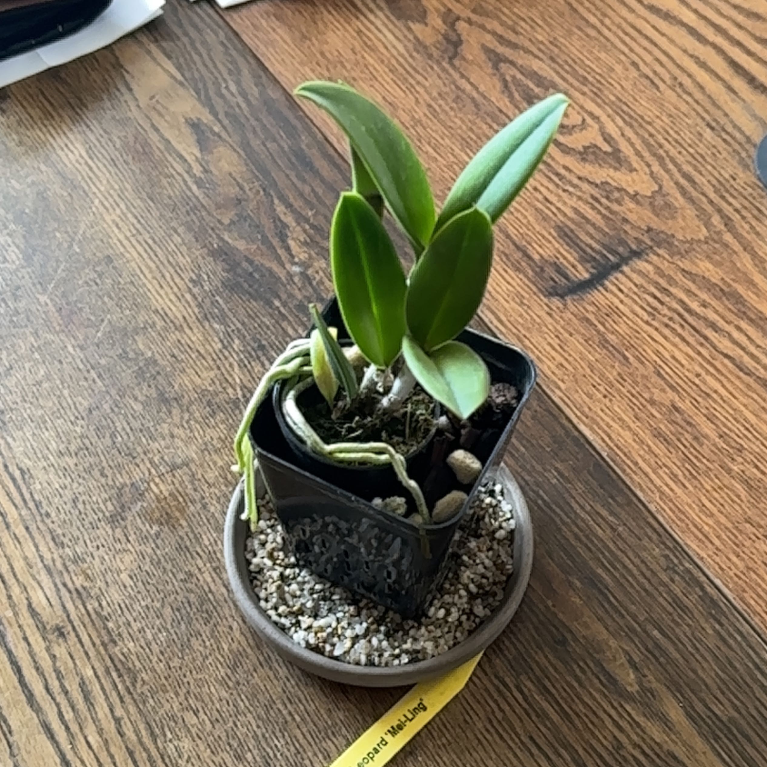Photo of the plant species Rhynchobrassoleya Hawaiian Leopard 'Mei-Ling' by @keegzy named Shakira on Greg, the plant care app