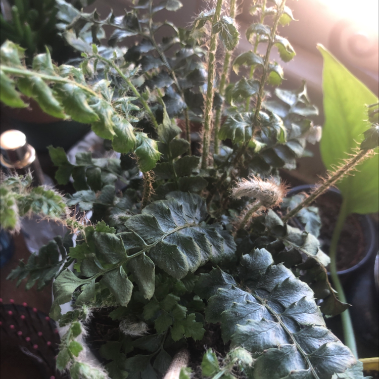 Plant care for Arachniodes chinensis on Greg, the plant care app