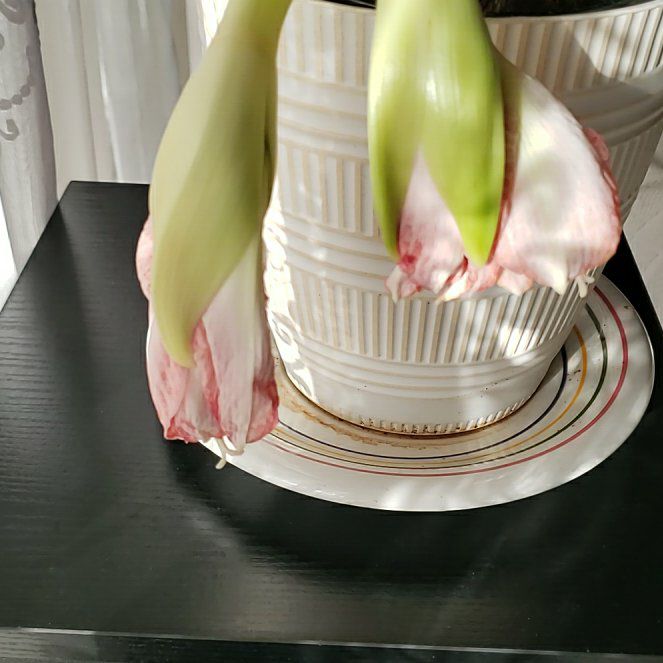 Photo of the plant species Galaxy Group Amaryllis by @WholesomeSuncup named Coco on Greg, the plant care app