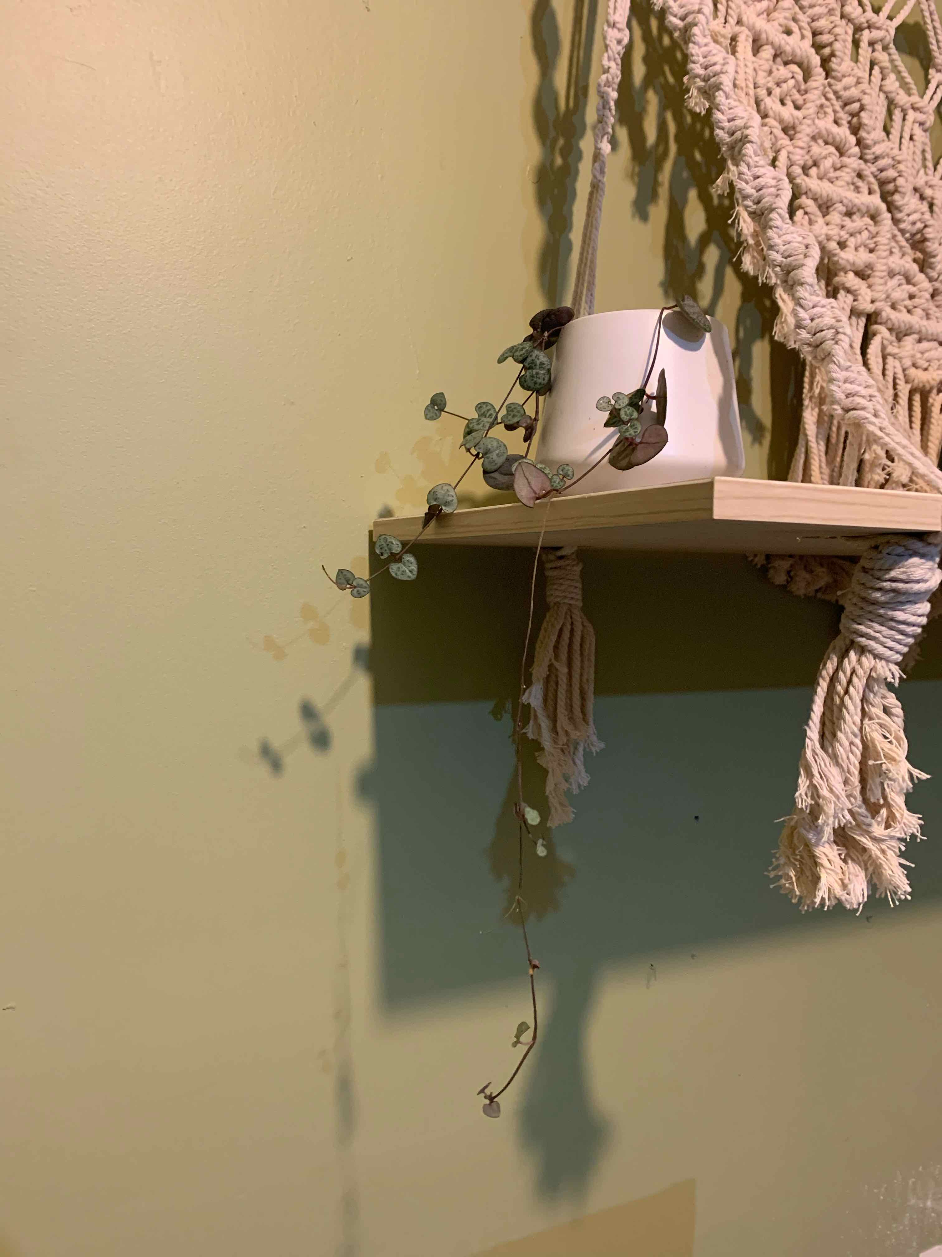String of Needles plant in a white pot on a wooden shelf with a macrame wall hanging in the background.