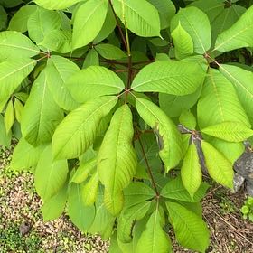 Photo of the plant species Bottlebrush Buckeye by @SwiftKoa named Naomi on Greg, the plant care app