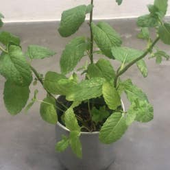 Apple Mint plant