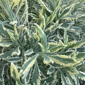 Photo of the plant species Meerlo Lavender by @ShapelyRainbow named Meerlo on Greg, the plant care app