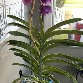 Photo of the plant species Bamboo Orchid by @UnbiasedCacto named Peter Parker on Greg, the plant care app