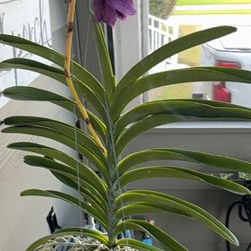 Photo of the plant species Bamboo Orchid by @UnbiasedCacto named Fernie Mac on Greg, the plant care app