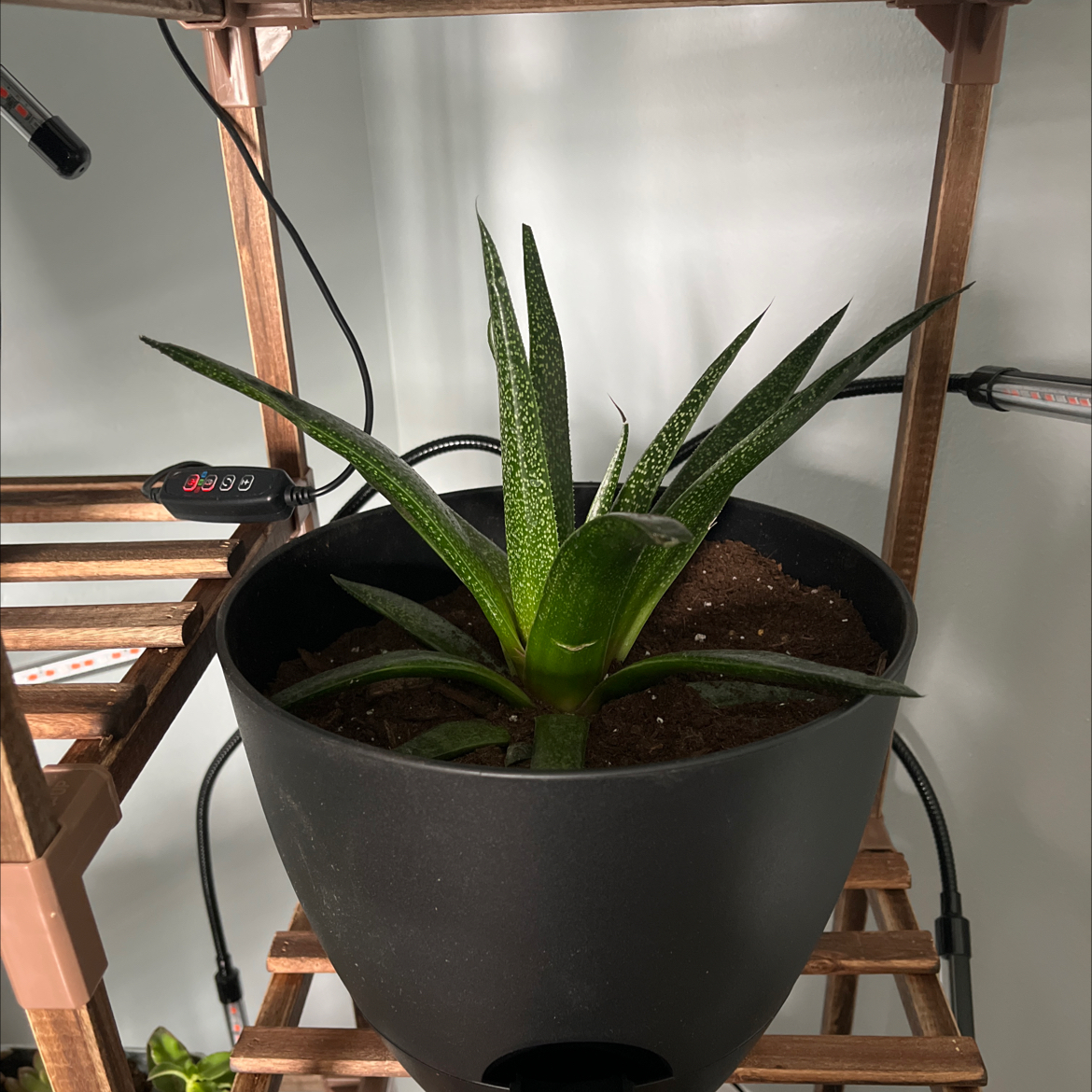 Gasteraloe 'Flow' plant in a black pot with visible soil, well-framed and in focus.