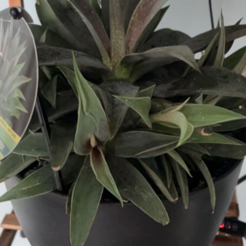 Photo of the plant species Mangave Spotty Dotty by @Lady_A named Demi on Greg, the plant care app