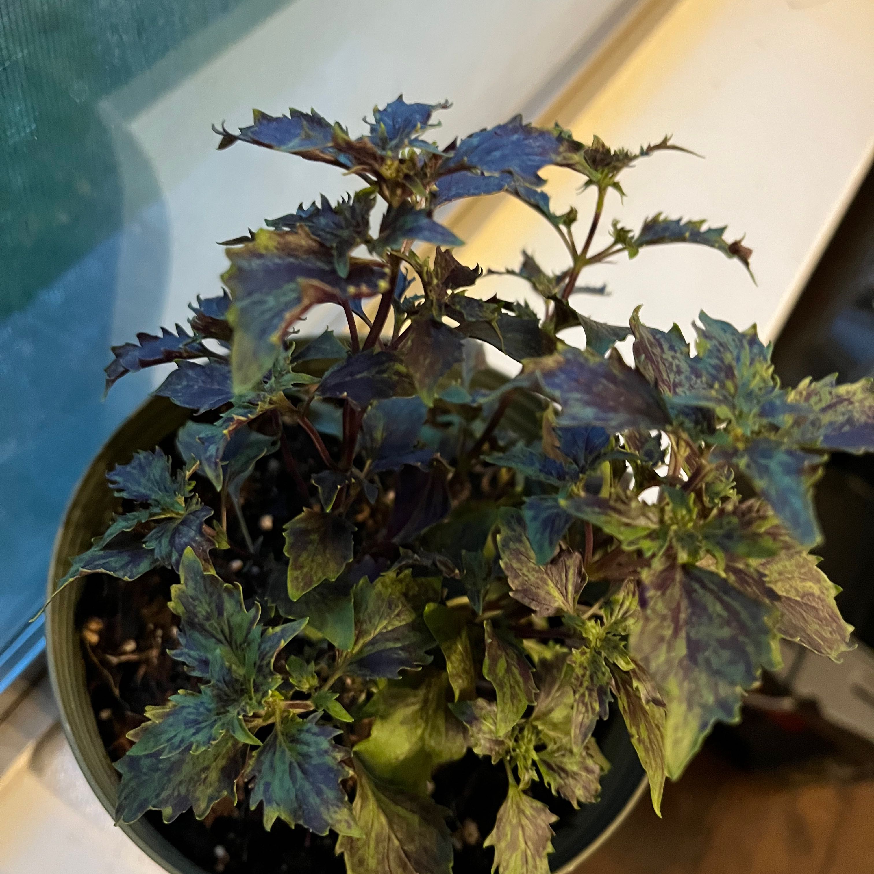 Photo of the plant species Basil Purple Ruffles by @UnbiasedKoa named Sherlock on Greg, the plant care app