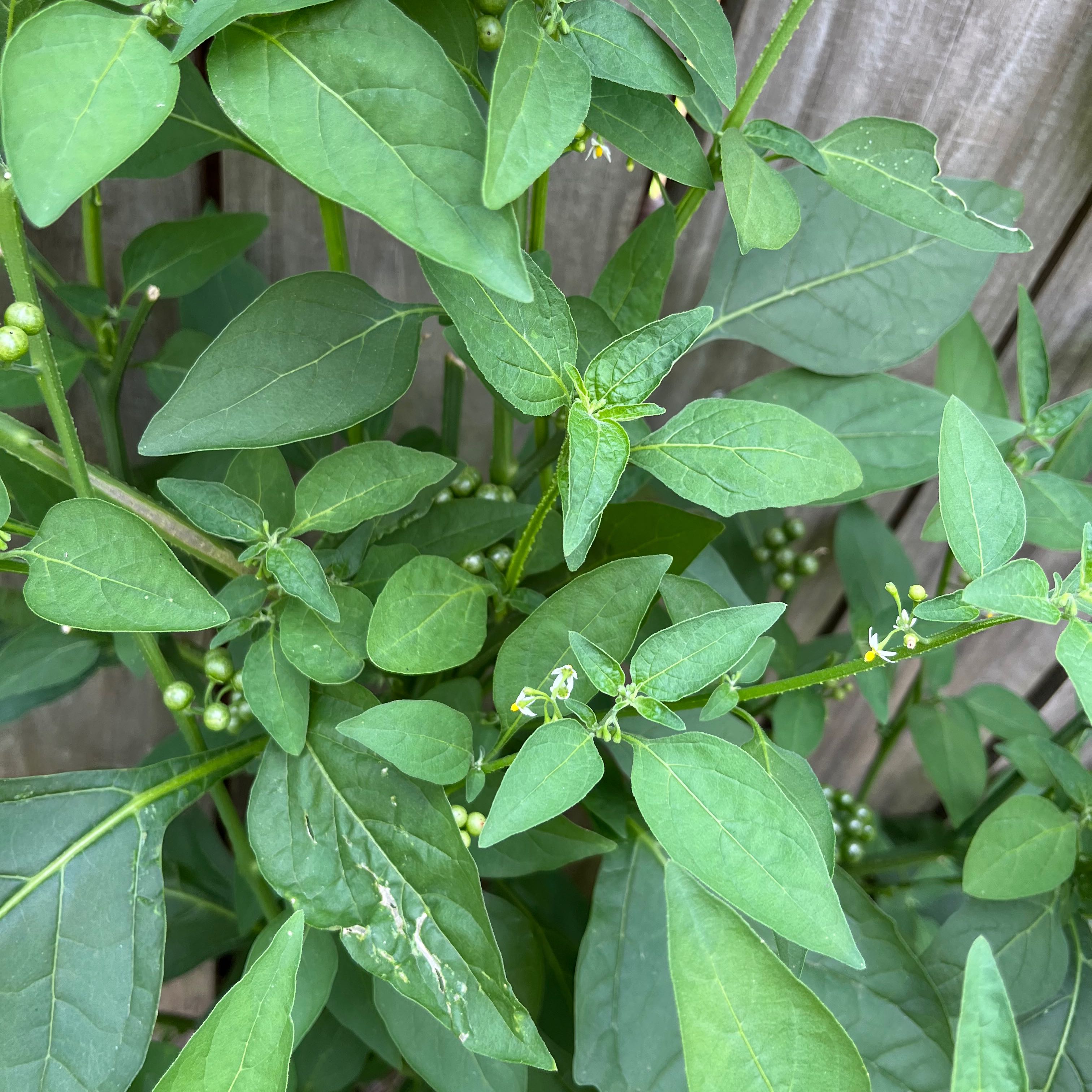 American Black Nightshade plant with green leaves and small white flowers.
