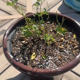 Photo of the plant species Knock out, Rose by @AbleRambutan named Joyce on Greg, the plant care app