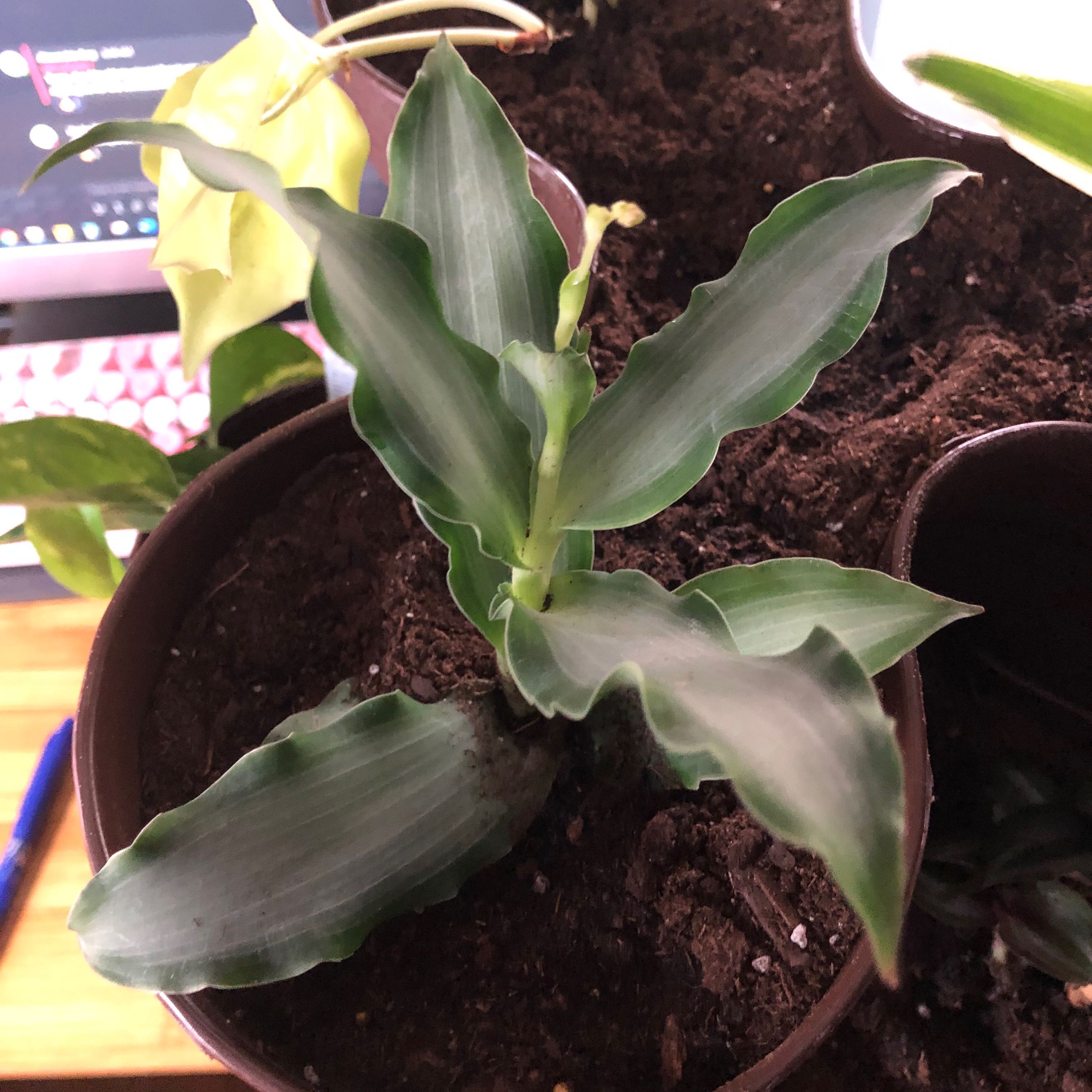 Bright Star Murdannia plant in a pot with visible soil and healthy green leaves.