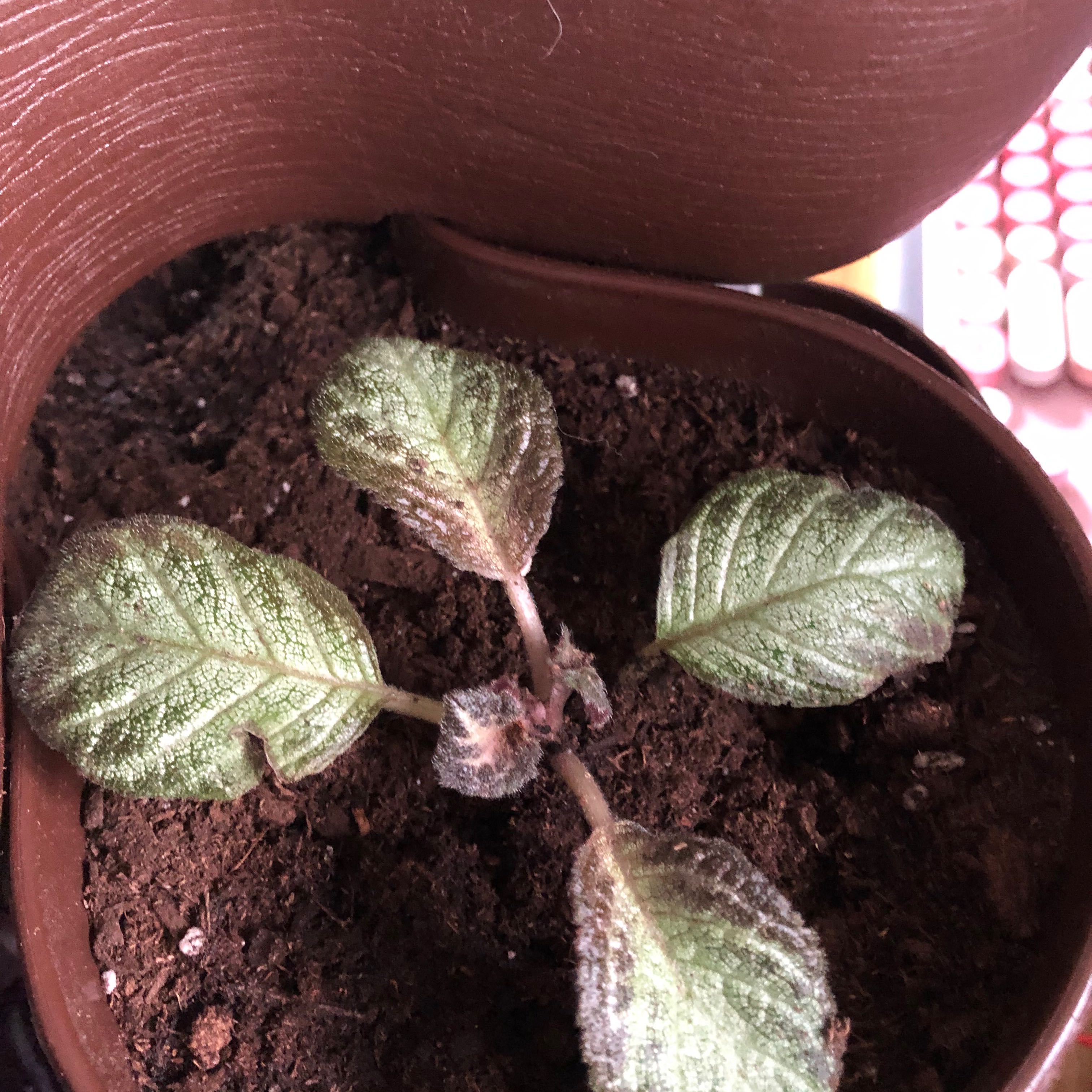 Photo of the plant species Acajou by @RazorsharpCosmo named McKinley on Greg, the plant care app