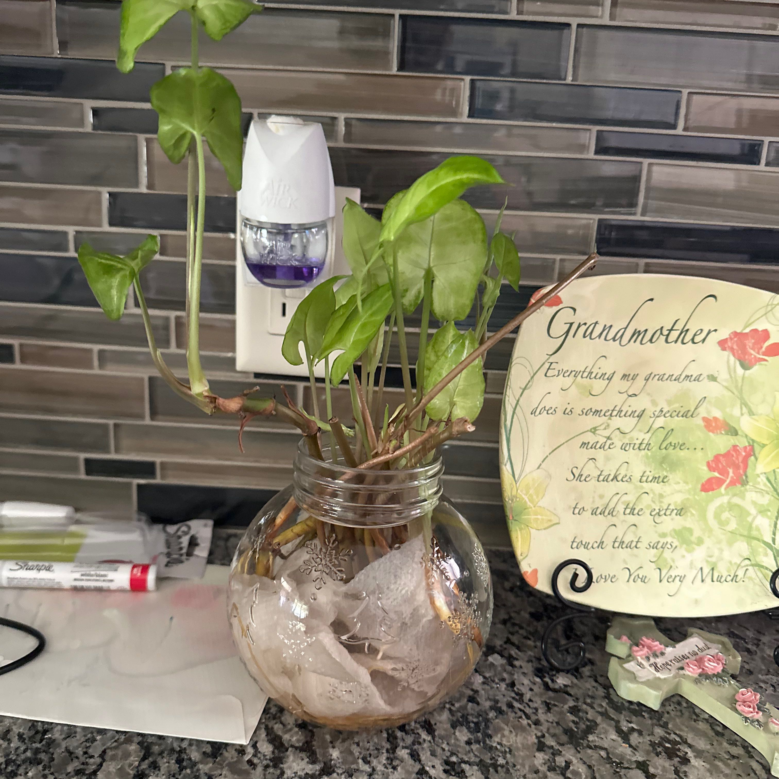 Creamsicle Arrowhead Plant in a glass container with water, healthy green leaves.
