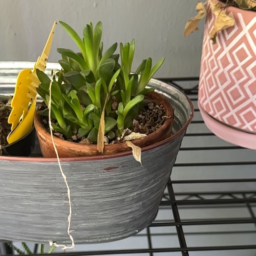 Photo of the plant species Variegated Haworthia cuspidata by @FitThreadrush named Sahara on Greg, the plant care app