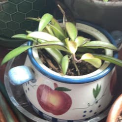 Wayetii plant