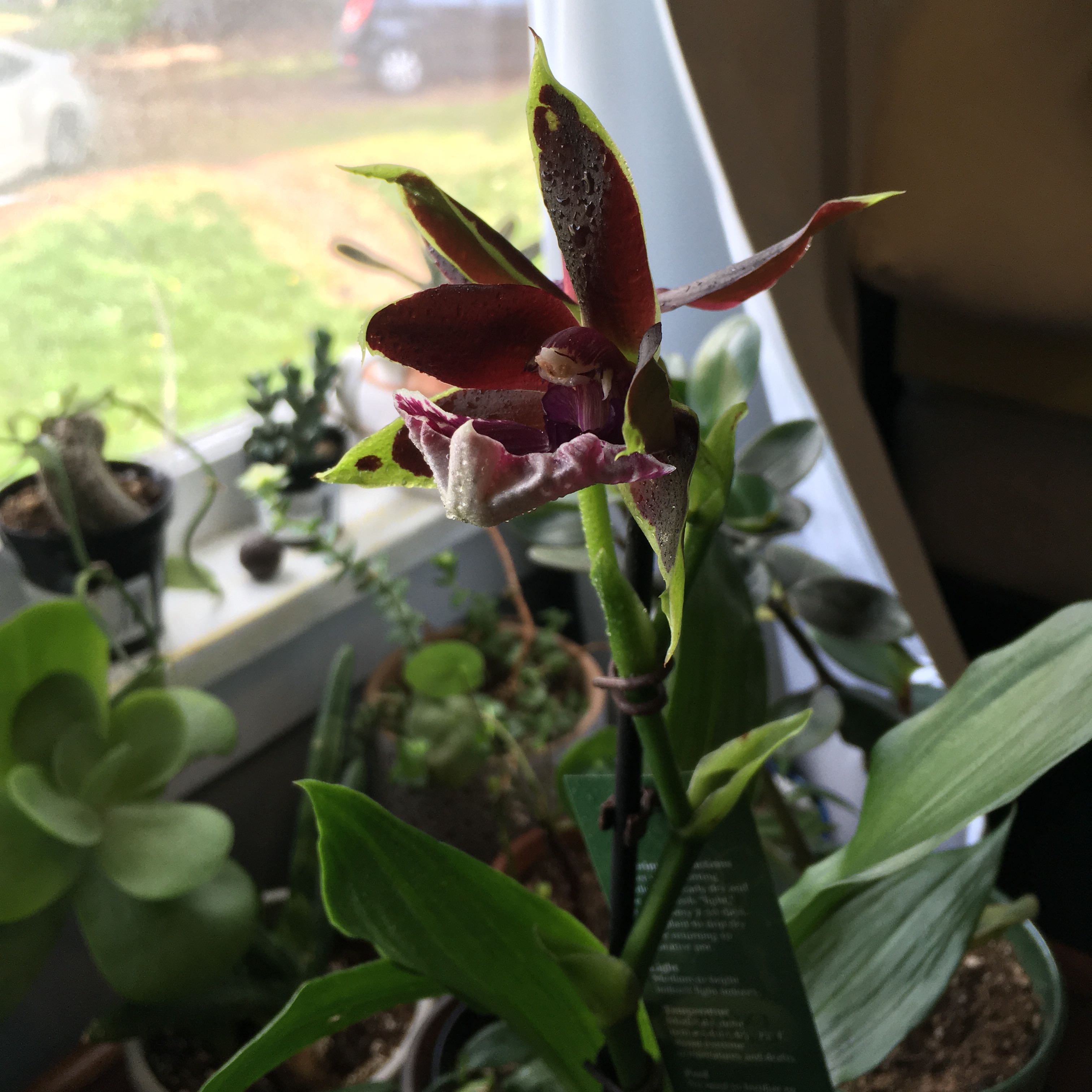 Cockleshell Orchid with dark red and green leaves, placed near a window with other plants.