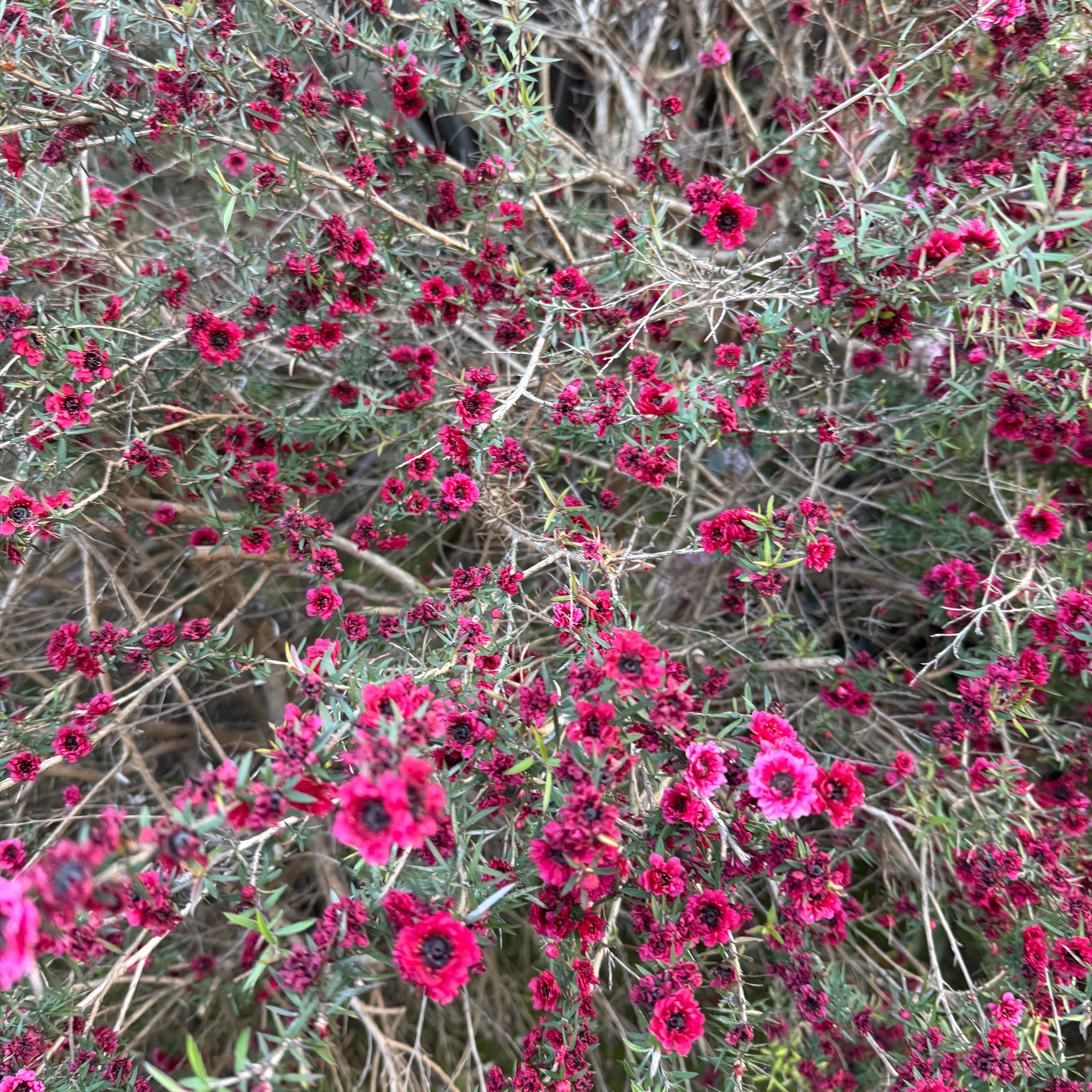Photo of the plant species New Zealand Tea Tree by @WelllikedHedera named Einstein on Greg, the plant care app