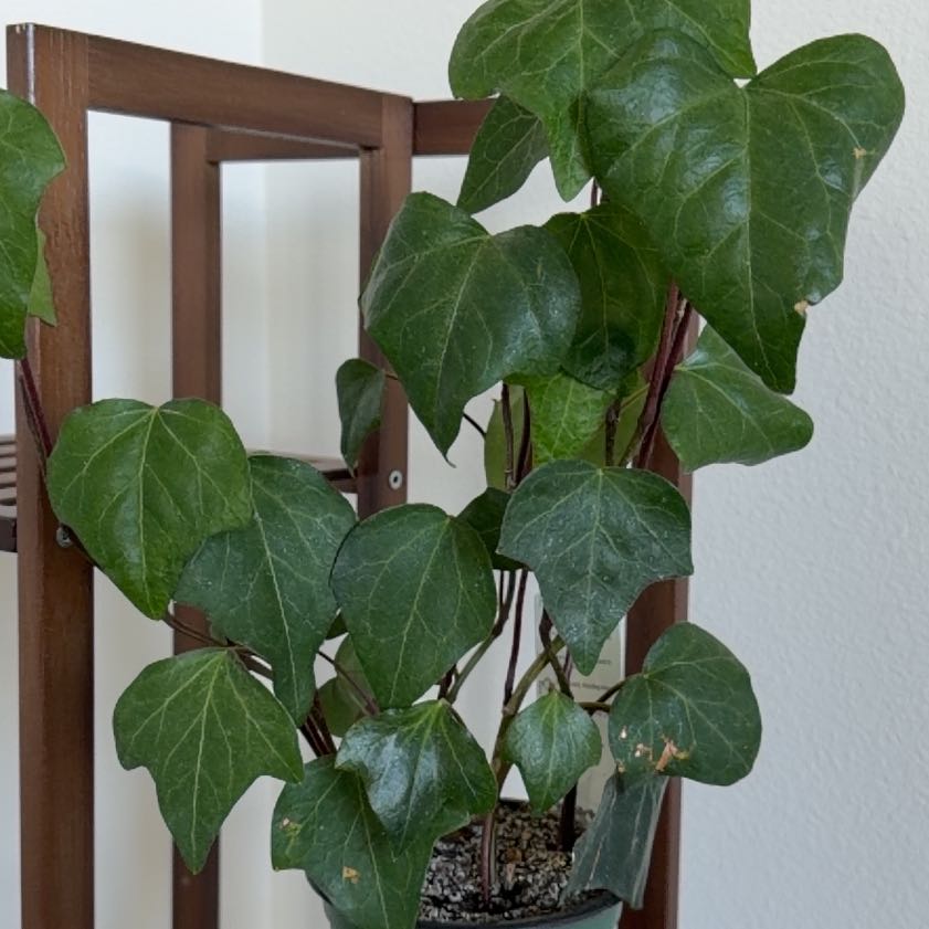 Photo of the plant species Canarian Ivy by @HoneyedRedcap named Tree Diddy on Greg, the plant care app