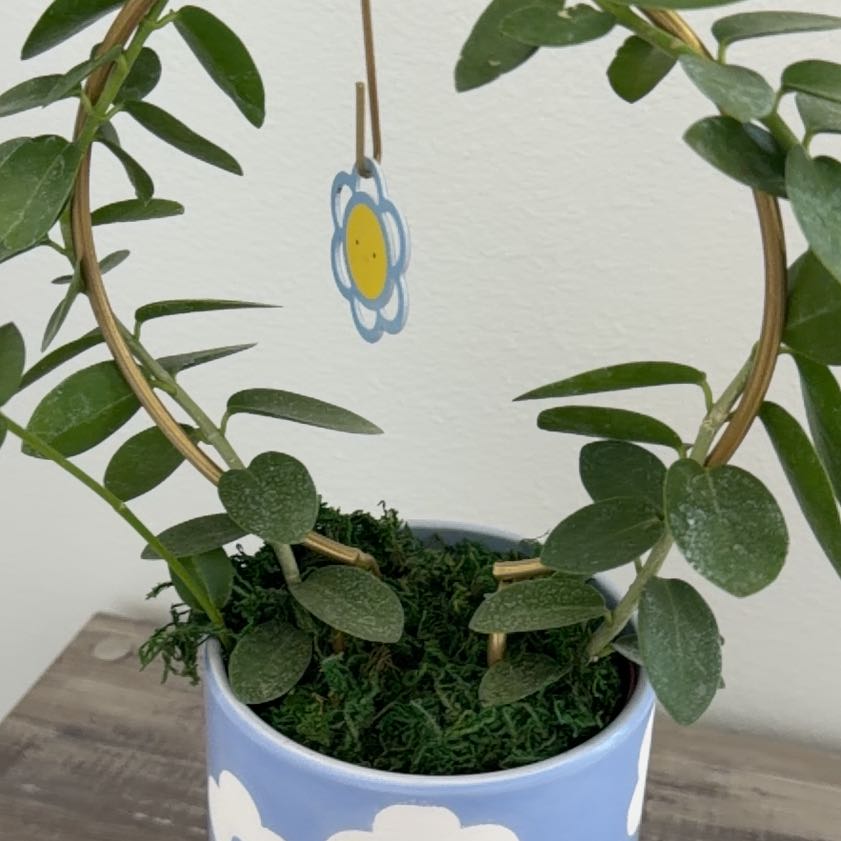 Photo of the plant species Bush Hoya by @HoneyedRedcap named Sol on Greg, the plant care app