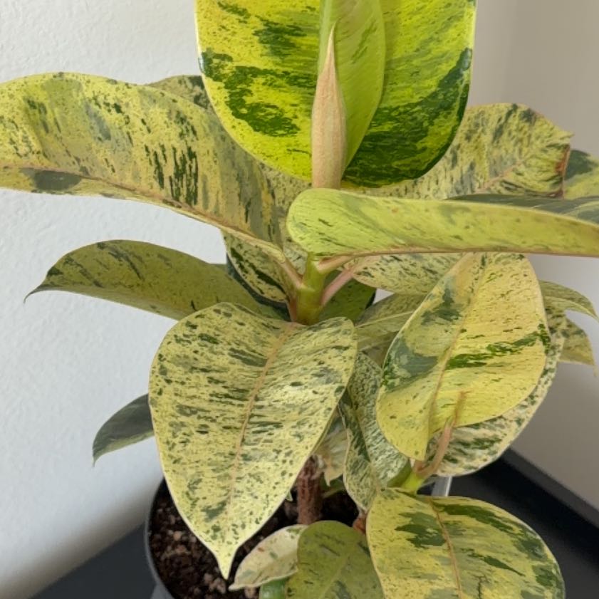 Photo of the plant species Ficus elastica 'Shivereana' by @HoneyedRedcap named Michelle Branch on Greg, the plant care app
