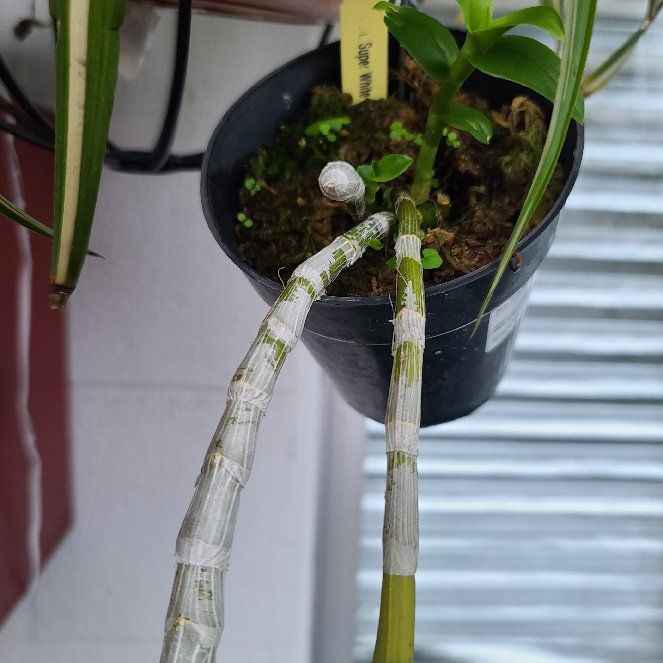 Photo of the plant species Hono Hono Orchid by @OhiaLehua named Osmo on Greg, the plant care app
