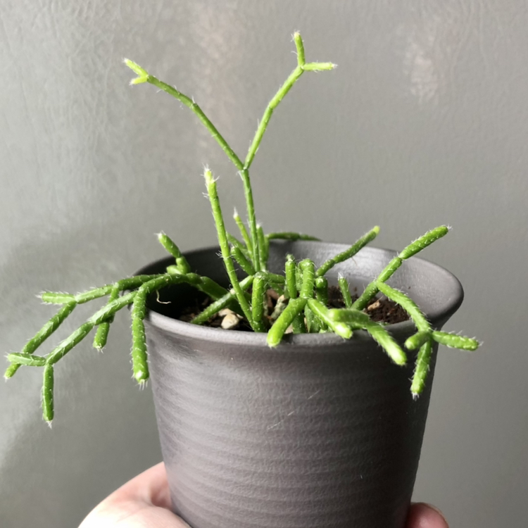 Photo of the plant species Coral Cactus by @mystmaven named Lil Cactus on Greg, the plant care app