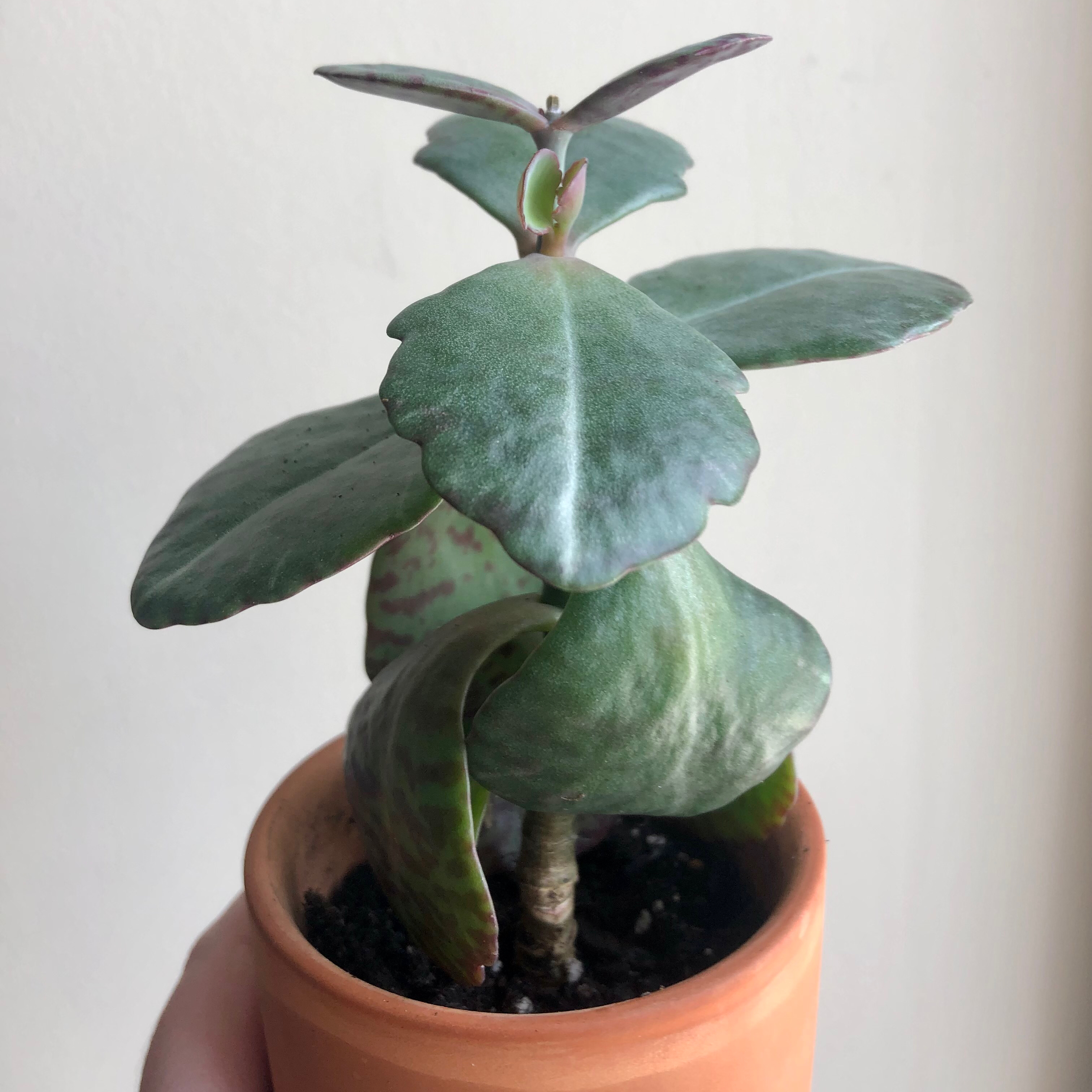 Photo of the plant species Kalanchoe humilis by @mystmaven named Mango on Greg, the plant care app