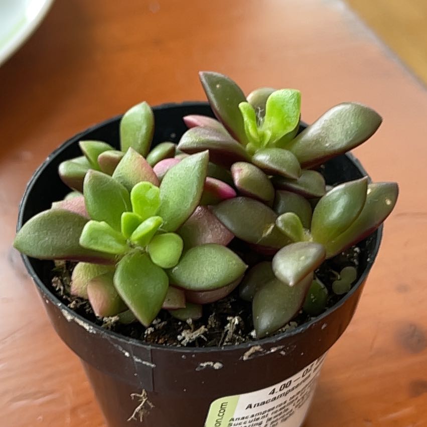 Potted Anacampseros telephiastrum 'Variegata' succulent with healthy variegated leaves.