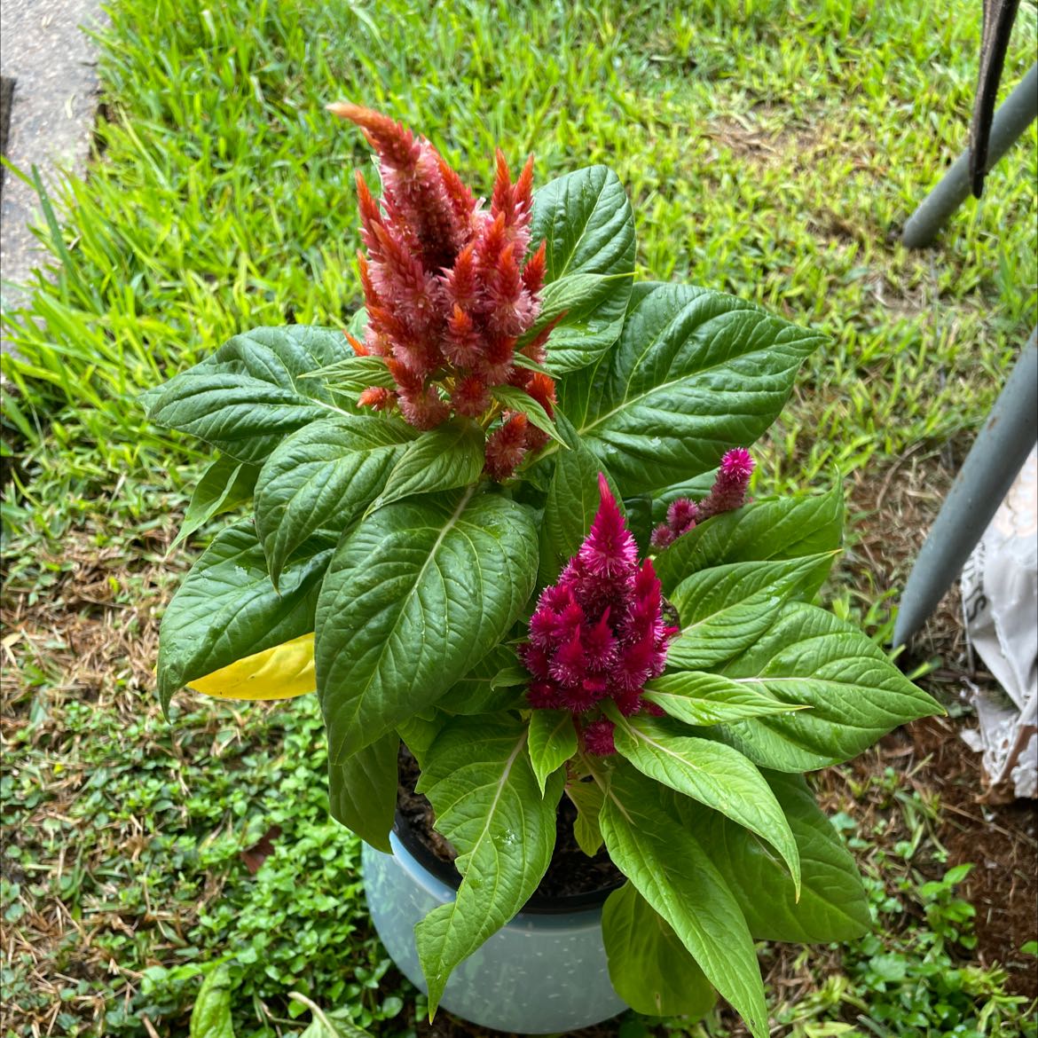 Healthy potted Cockscomb plant with vibrant red flower spikes and lush green foliage in a gray pot on grass.