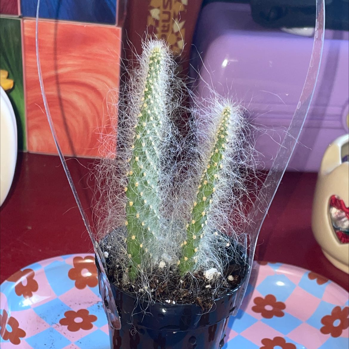Snow Prickly Pear cactus in a small pot, healthy with visible soil.