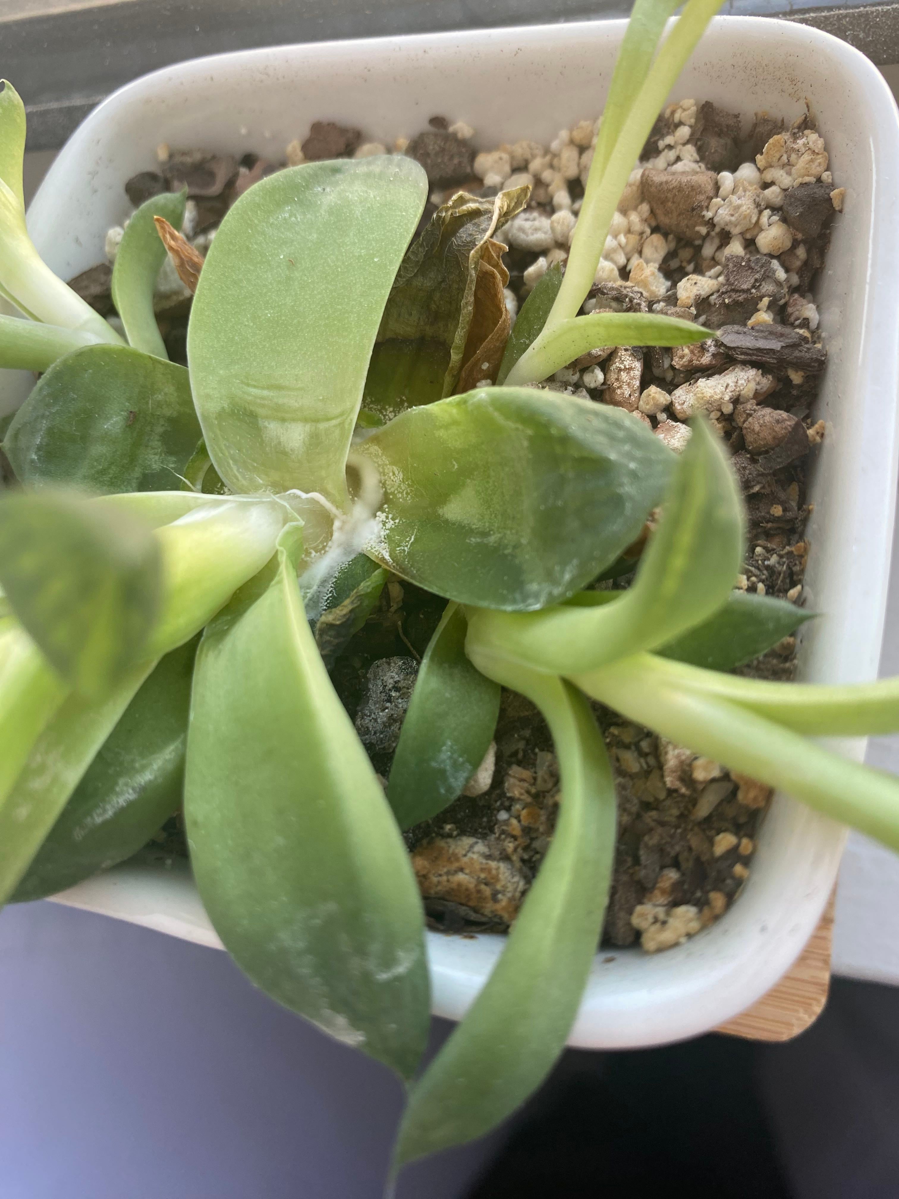 Why Are There Black Spots On My Star Cactus Leaves?