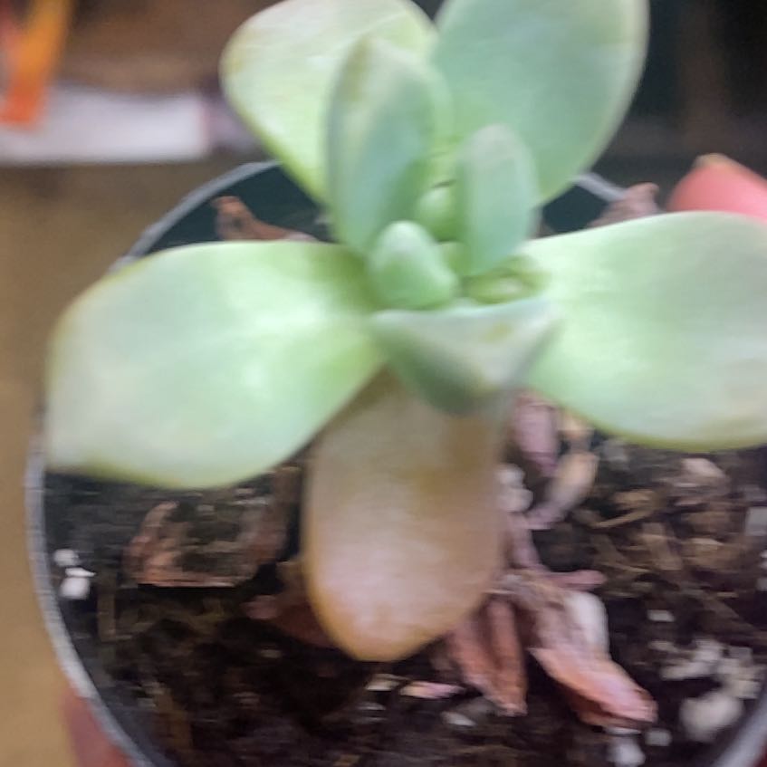 Photo of the plant species Ghosty by @AmbitiousHope named Baesil on Greg, the plant care app