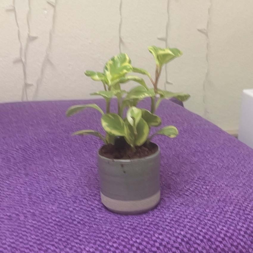 Photo of the plant species Peperface by @Emma.Sparkle named James Dean on Greg, the plant care app