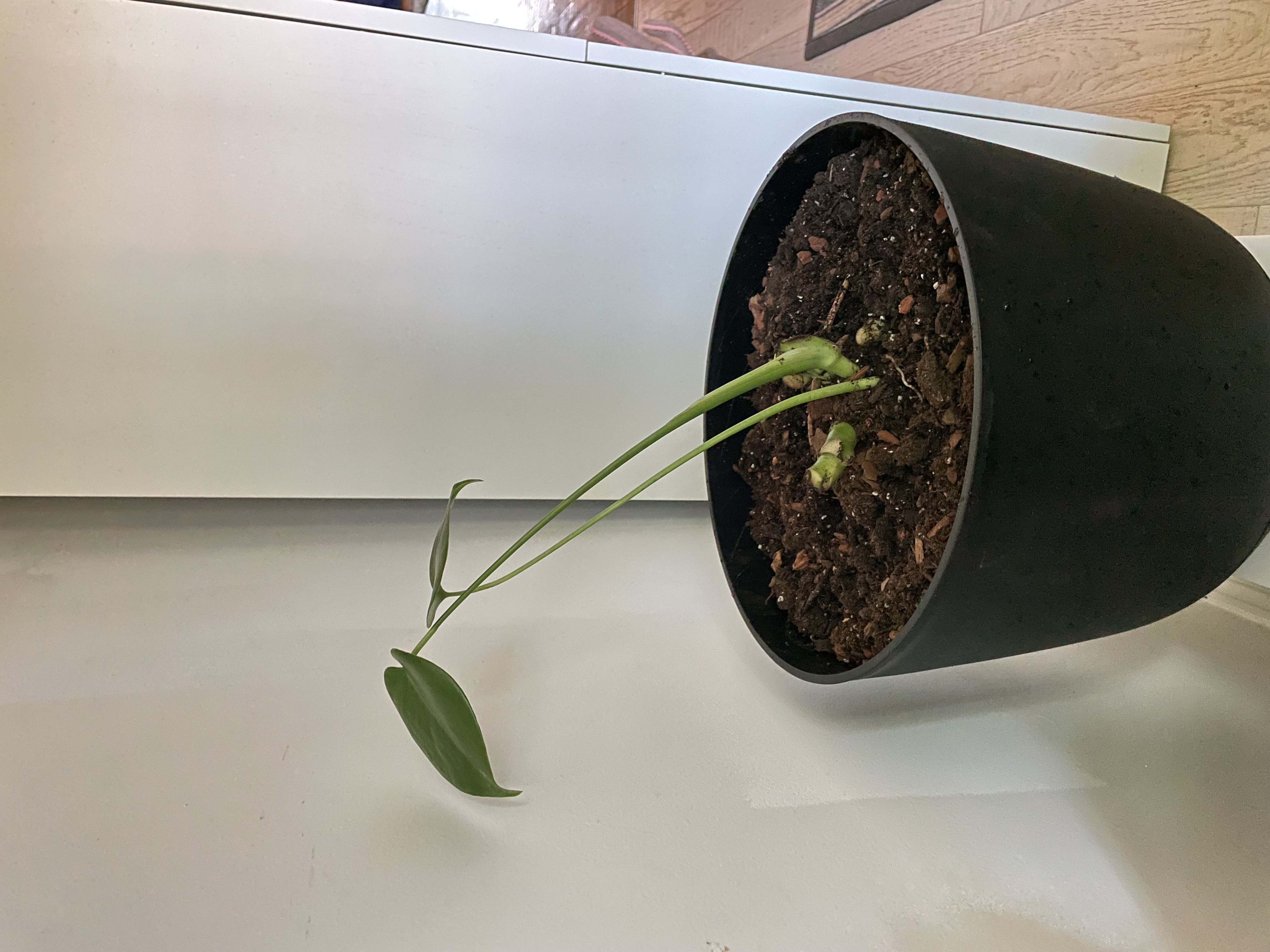 Photo from the post