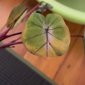 Photo of the plant species Waikiki by @StudiousChervil named Sonora on Greg, the plant care app
