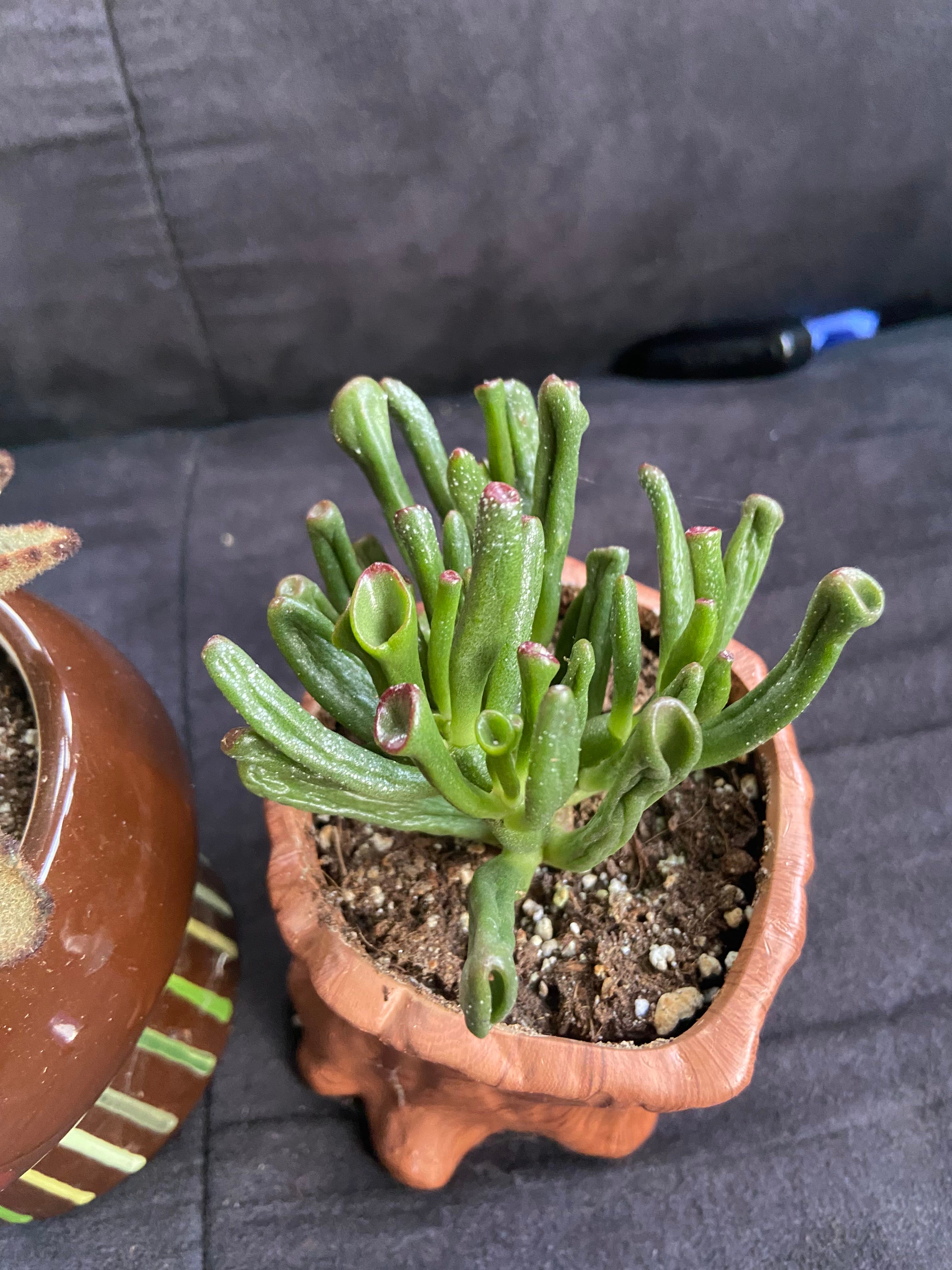 Propagating My Gollum Jade Stepbystep Guide