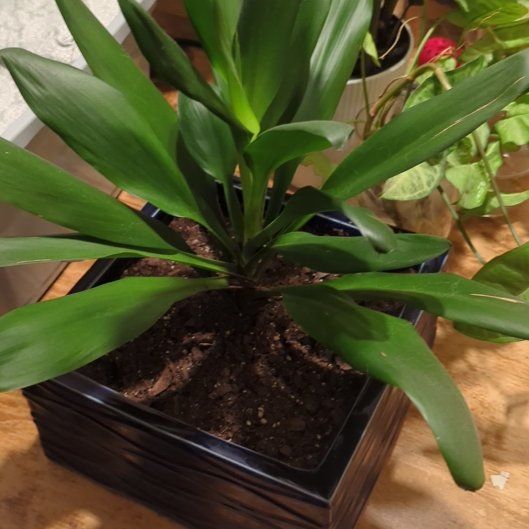 Photo of the plant species Dendrobium 'Hawaiian Green' by @YesCaleypea named Sonora on Greg, the plant care app