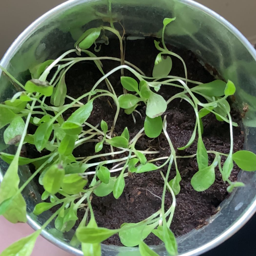 Small potted Forget-Me-Not plant with green leaves and visible soil.