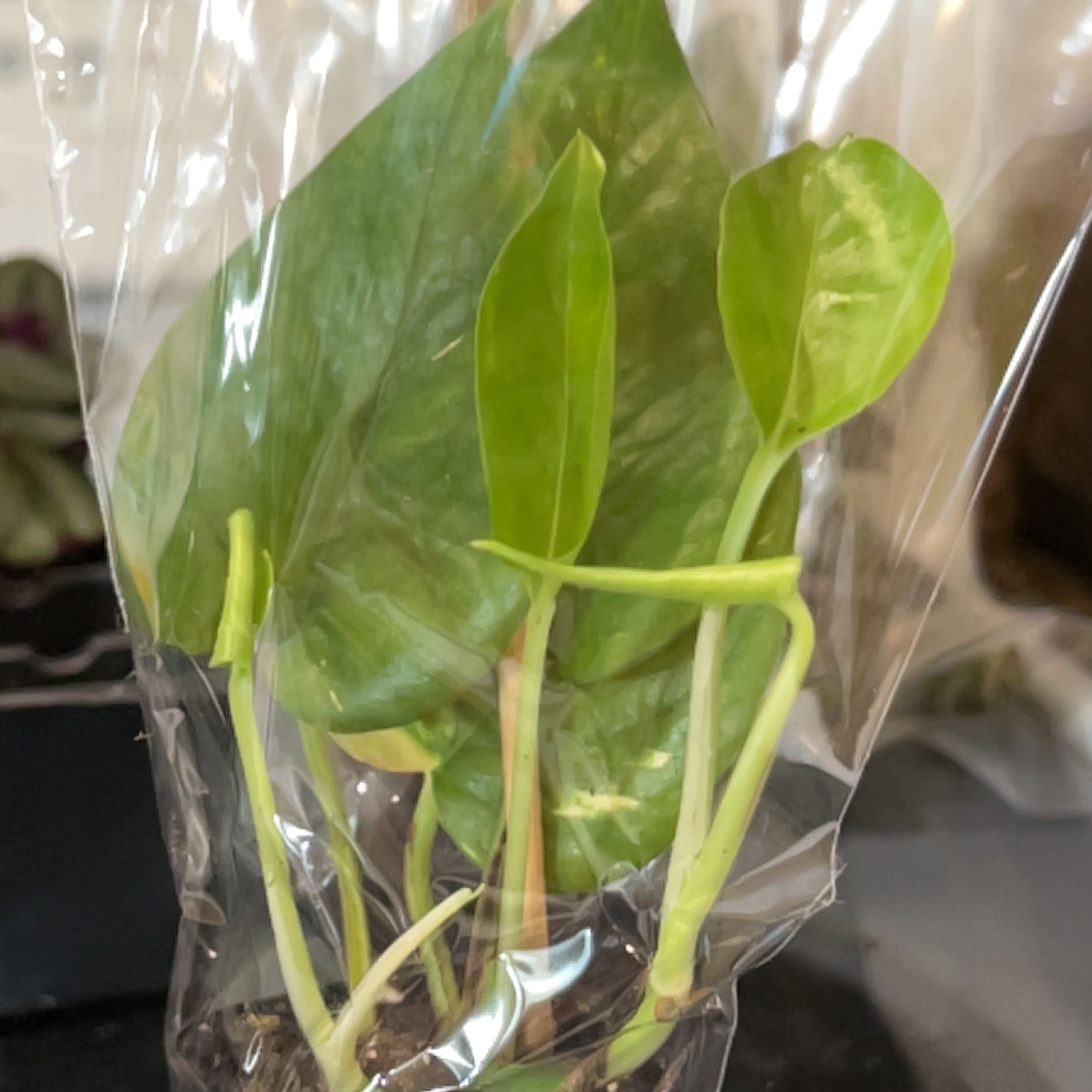Photo of the plant species pothos by @BabyChosmo named Terra on Greg, the plant care app