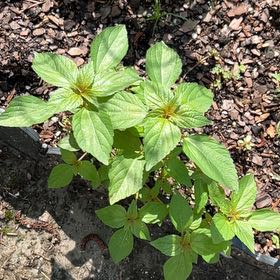 Photo of the plant species Virginia Copperleaf by @FreePilea named Foxxy on Greg, the plant care app