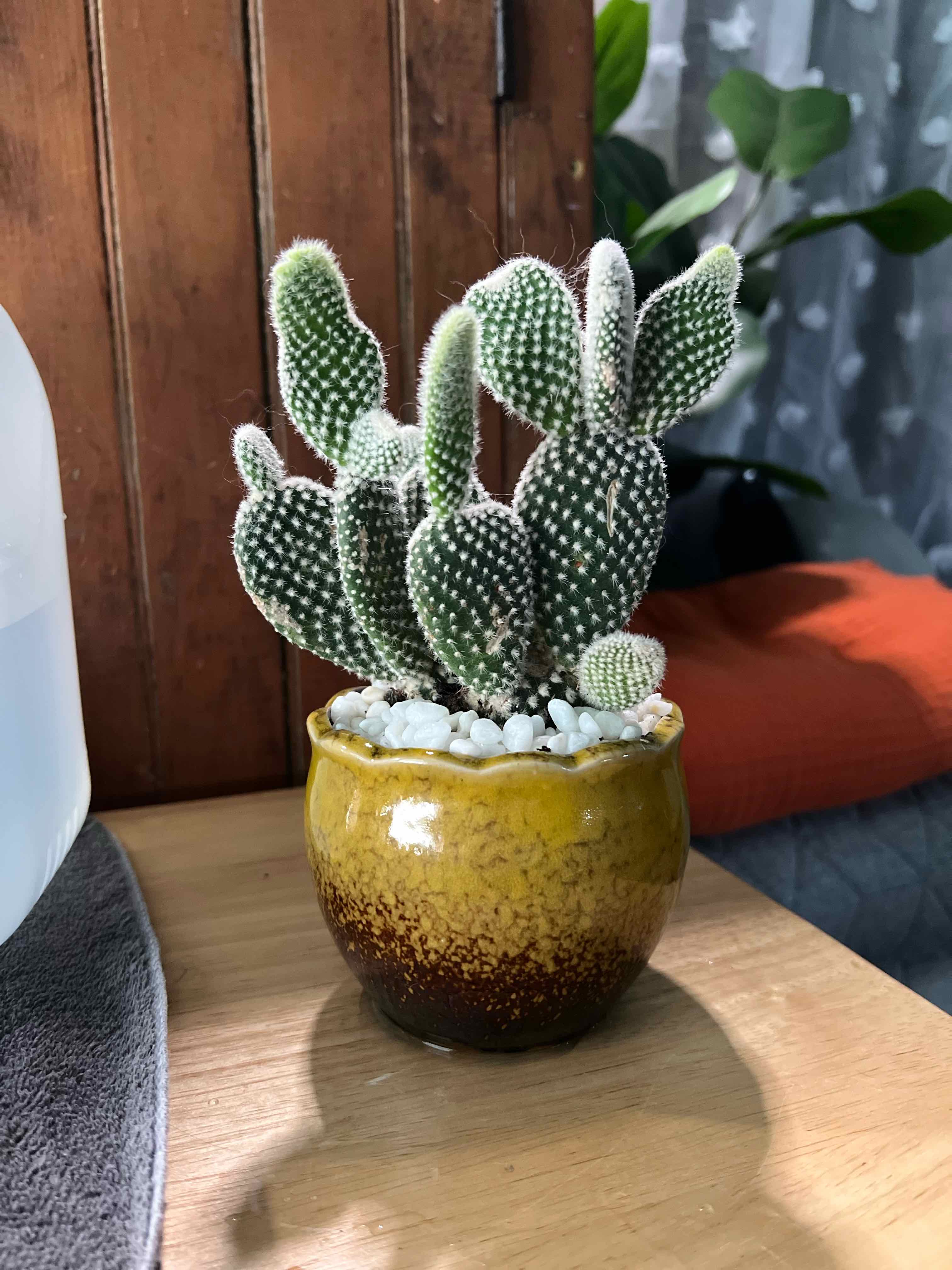 Photo of the plant species Angel Wings Cactus by @Ziggy77 named Simon on Greg, the plant care app