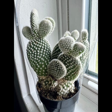 Photo of the plant species Angel Wings Cactus by @Ziggy77 named Simon on Greg, the plant care app