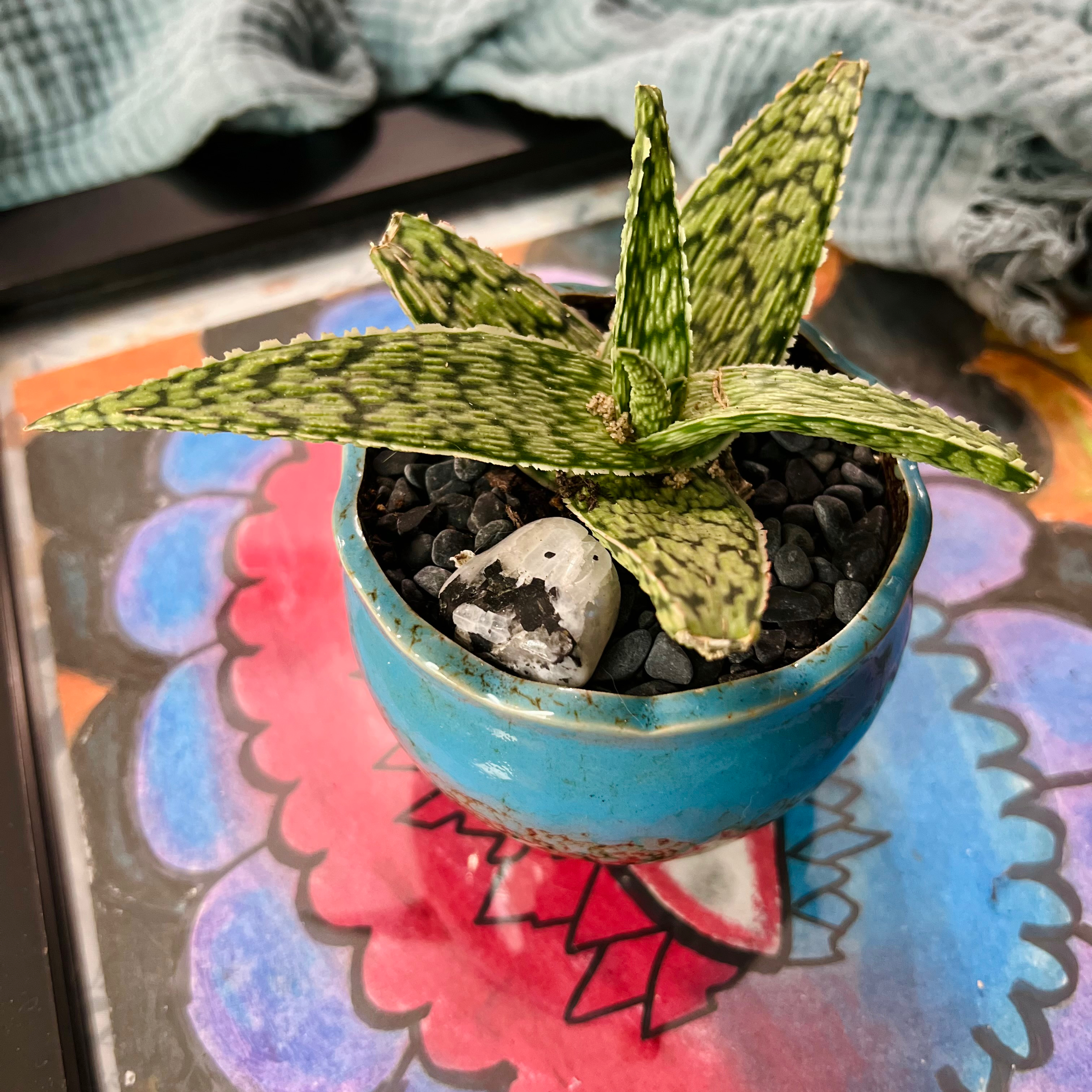 Photo of the plant species Aloe 'Key Lime' by @Ziggy77 named Tonic on Greg, the plant care app