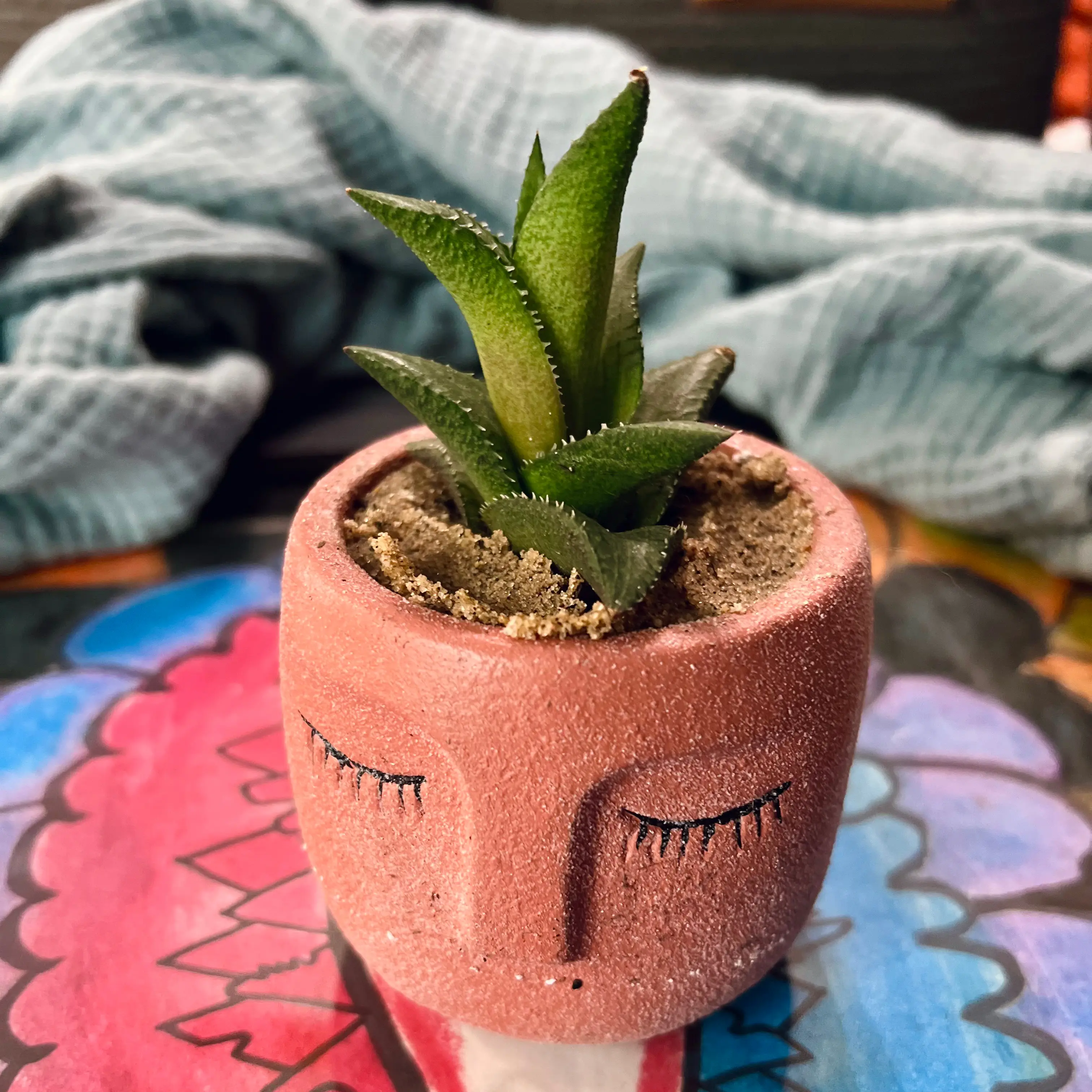 Haworthia venosa plant in a decorative pot with visible soil, appears healthy.