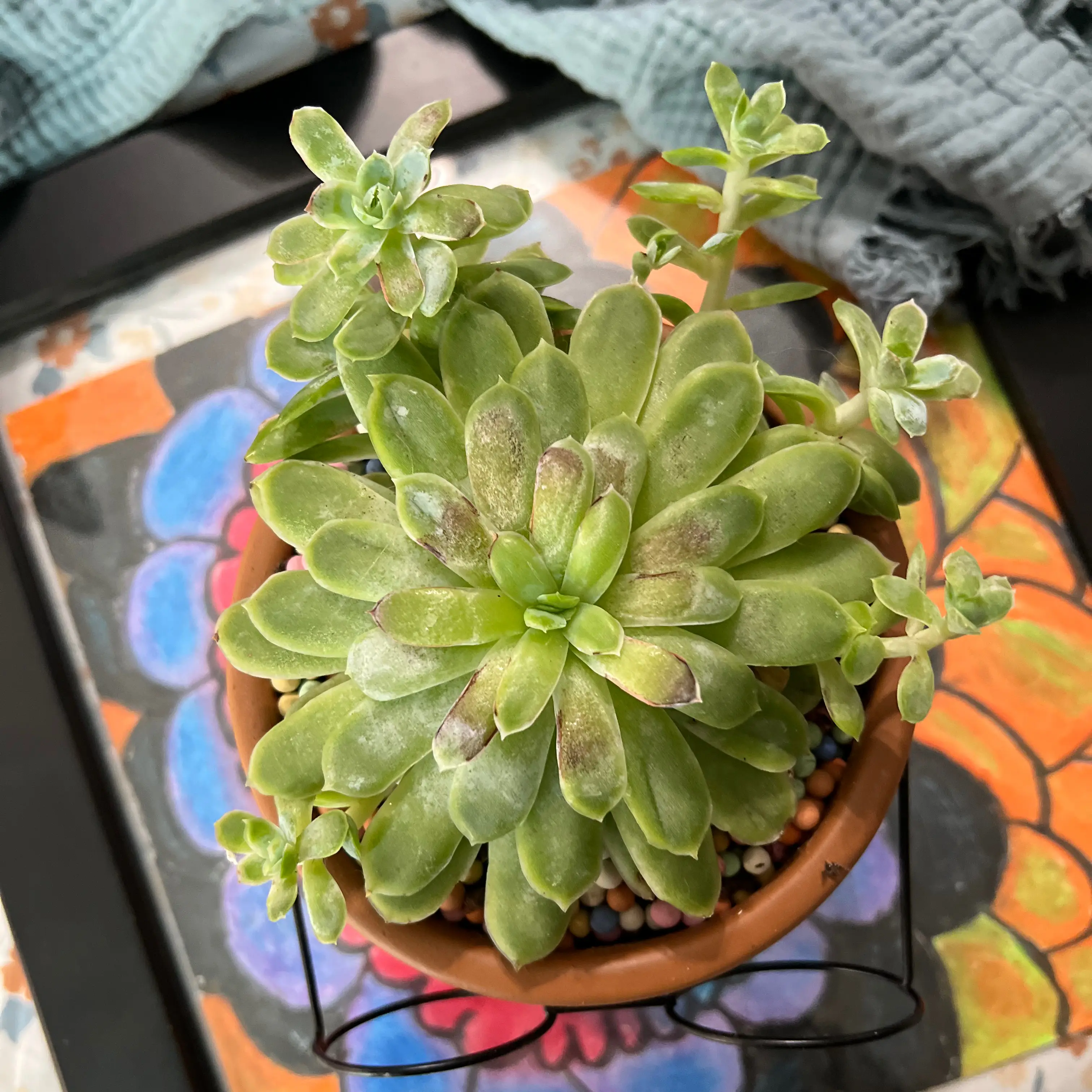 Photo of the plant species Elegans Potosina by @Ziggy77 named Blanche on Greg, the plant care app