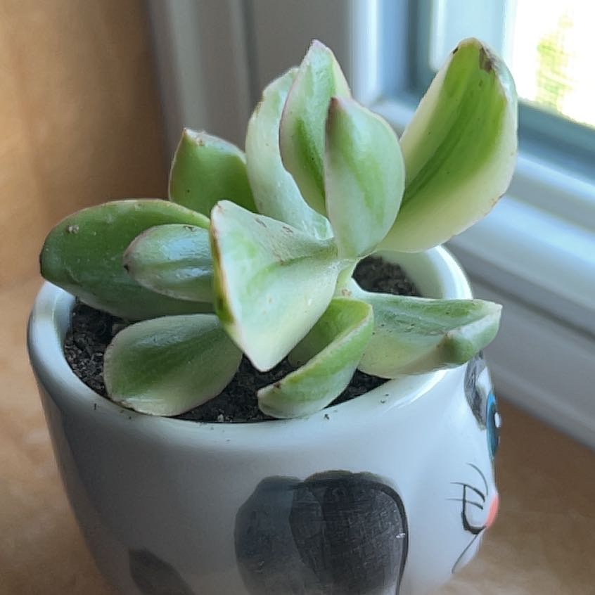 Variegated jade plant in a small pot with green and white leaves.