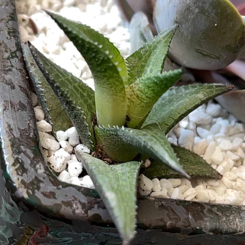 Haworthia venosa succulent plant in a pot with white pebbles.