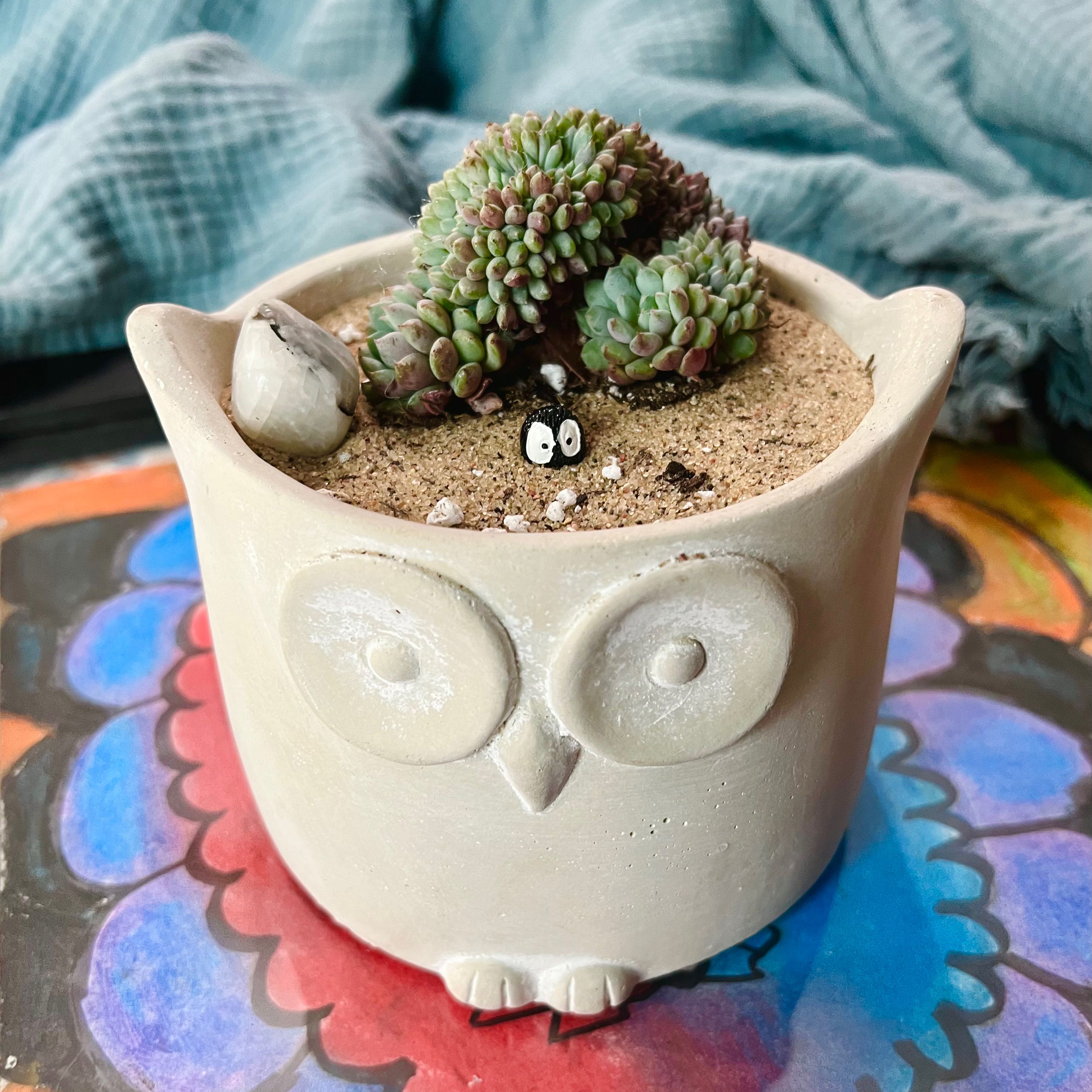 Photo of the plant species Crested Chrissy N Ryan by @Ziggy77 named Rynald Marie on Greg, the plant care app