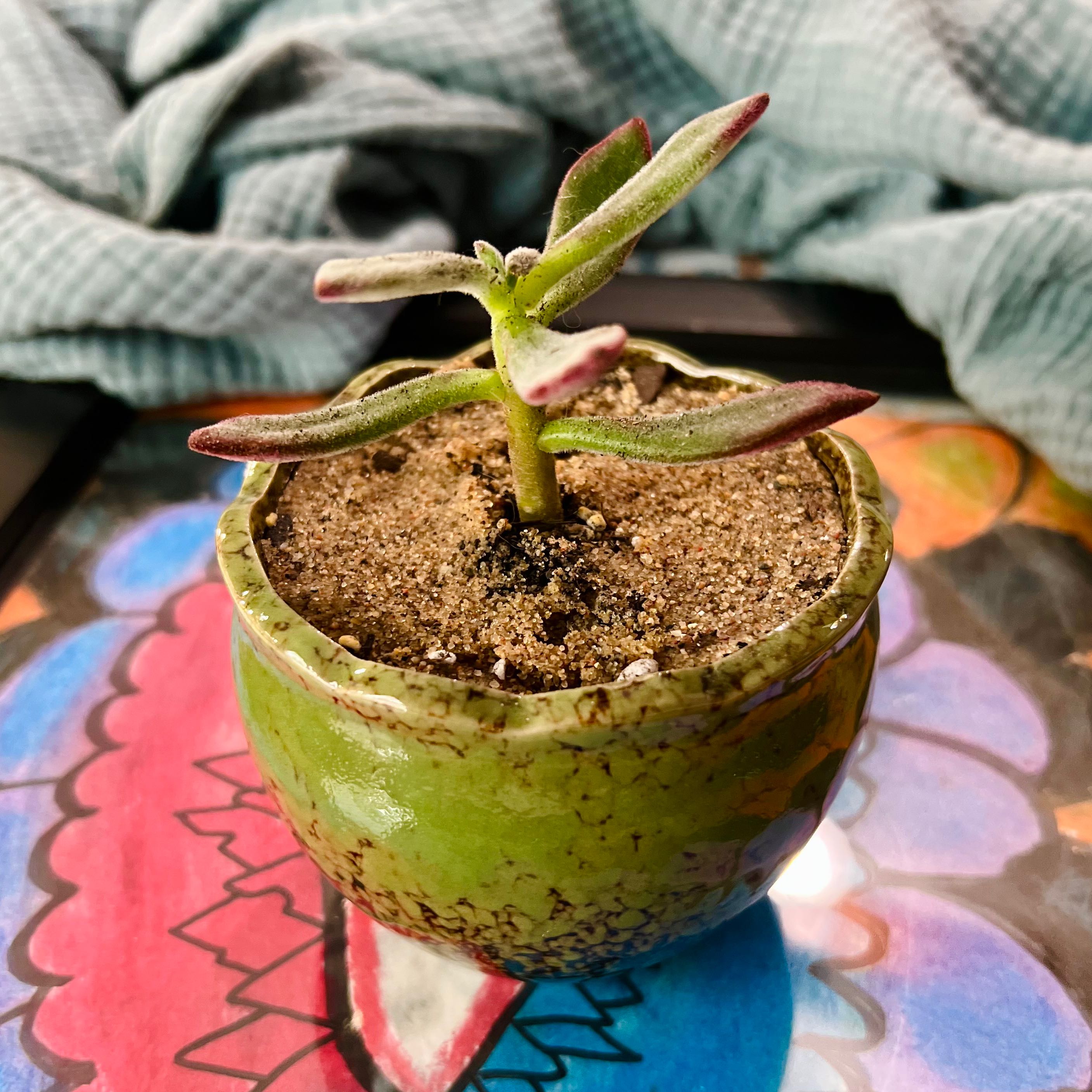 Photo of the plant species Echeveria 'Devotion' by @Ziggy77 named Tilda on Greg, the plant care app